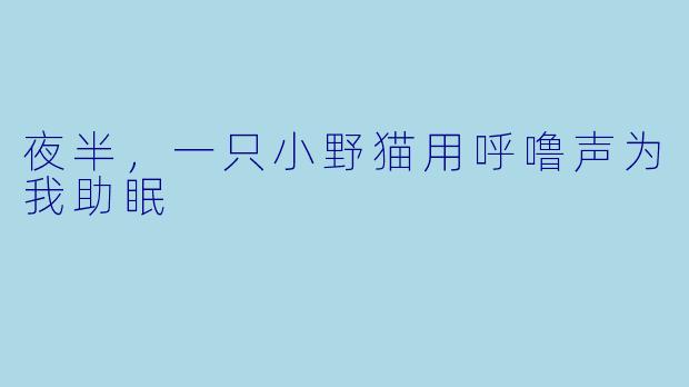 夜半，一只小野猫用呼噜声为我助眠